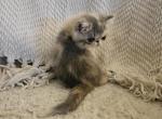 Chantilly - Exotic Cat For Sale - Warminster&comma; PA&comma; US