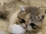 Rosa - Persian Cat For Sale - Warminster&comma; PA&comma; US