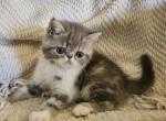 Bently - Persian Cat For Sale - Warminster&comma; PA&comma; US