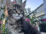Dawn - Maine Coon Cat For Sale - Miami&comma; FL&comma; US