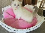 Clementine Sage - Ragdoll Kitten For Sale - Los Angeles, CA, US