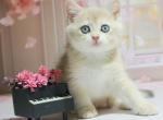 Miks - British Shorthair Cat For Sale - Hollywood&comma; FL&comma; US
