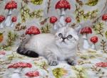 Marshmallow & Peep - Persian Cat For Sale - Sacramento&comma; CA&comma; US
