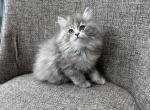 Girl Siberian Purebred Blue Cream Torbie - Siberian Cat For Sale - Old Bridge&comma; NJ&comma; US