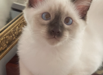 Balinese girl - Balinese Cat For Sale - Queenstown&comma; MD&comma; US