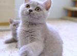 Fe - British Shorthair Cat For Sale - Vancouver&comma; WA&comma; US