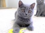 Ti - British Shorthair Cat For Sale - Vancouver&comma; WA&comma; US