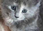 Theo of Donnelly - Maine Coon Cat For Sale - Port Clinton&comma; OH&comma; US