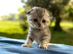 Scottish shorthair - Scottish Fold Kitten For Sale - 
