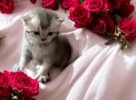Scottish shorthair boy - Scottish Straight Kitten For Sale - Brooklyn&comma; NY&comma; US