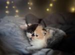 Smores - Persian Cat For Sale - Dearborn&comma; MI&comma; US