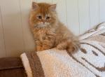 Garfield - Persian Cat For Sale - MO&comma; US