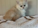 Cotton - Persian Cat For Sale - MO&comma; US