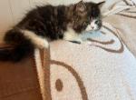 Benny - Persian Cat For Sale - MO&comma; US