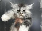Sprinkles - Maine Coon Cat For Sale - Boerne&comma; TX&comma; US