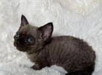 Barbie - Devon Rex Kitten For Sale - Brooklyn&comma; NY&comma; US