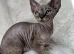 Rita - Devon Rex Cat For Sale - Brooklyn&comma; NY&comma; US