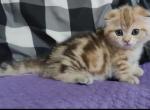 Lilu munchkin fold - Munchkin Cat For Sale - Old Bridge&comma; NJ&comma; US