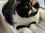 Calico ESH Available - Exotic Cat For Sale - Buffalo&comma; NY&comma; US