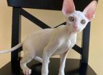 Solomon - Cornish Rex Cat For Sale - Miami&comma; FL&comma; US