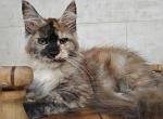 Stella - Maine Coon Cat For Sale - Miami&comma; FL&comma; US