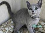 Romeo - Russian Blue Cat For Sale - Miami&comma; FL&comma; US
