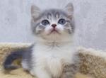 Marcus - Munchkin Cat For Sale - Old Bridge&comma; NJ&comma; US