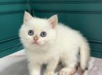 Fanya - British Shorthair Cat For Sale - Glendale&comma; CA&comma; US
