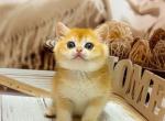 George - British Shorthair Cat For Sale - Glendale&comma; CA&comma; US
