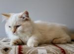 Boots - Minuet Cat For Sale - Capon Bridge&comma; WV&comma; US
