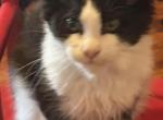Athena - Maine Coon Cat For Sale - Port Clinton&comma; OH&comma; US