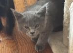 Luna of Donnelly - Maine Coon Cat For Sale - Port Clinton&comma; OH&comma; US