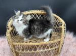 Sprite - Munchkin Cat For Sale - Neosho&comma; MO&comma; US