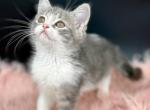 Siren - Munchkin Cat For Sale - Neosho&comma; MO&comma; US