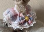 Littlest - Devon Rex Cat For Sale - Rancho Cucamonga&comma; CA&comma; US