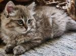 Seal mink lynx - Ragdoll Cat For Sale - Farmville&comma; VA&comma; US