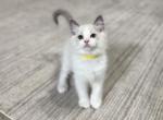 Sparky - Ragdoll Cat For Sale - NC&comma; US