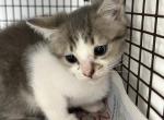 Maritza - American Shorthair Cat For Adoption - Fort Lauderdale&comma; FL&comma; US