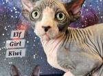 Elf Girl Kiwi Ready to go home Chicago IL - Sphynx Cat For Sale - Lockport&comma; IL&comma; US