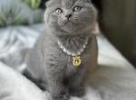 Atlanta - Scottish Fold Cat For Sale - Los Angeles&comma; CA&comma; US
