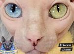 Sphynx Boy Oxford TICA Breeding Rights Chicago IL - Sphynx Cat For Sale - Lockport&comma; IL&comma; US
