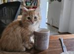 Dumpster - Maine Coon Cat For Sale - Van Horne&comma; IA&comma; US