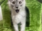 Blue male - Maine Coon Cat For Sale - George&comma; WA&comma; US