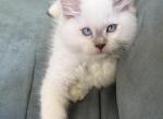 Lilac male - Ragdoll Cat For Sale - Butler&comma; PA&comma; US