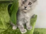 Spot - Maine Coon Cat For Sale - George&comma; WA&comma; US