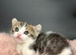 Giselle - Munchkin Cat For Sale - Neosho&comma; MO&comma; US