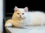 Milo - Persian Cat For Sale - Spring&comma; TX&comma; US
