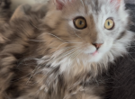 Harlequin - Maine Coon Cat For Sale - Boerne&comma; TX&comma; US