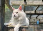 Geralt Intact Male - Maine Coon Cat For Sale/Service - NY&comma; US