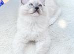 PETE Purebred Ragdolls Ready Now - Ragdoll Cat For Sale - Mount Joy&comma; PA&comma; US